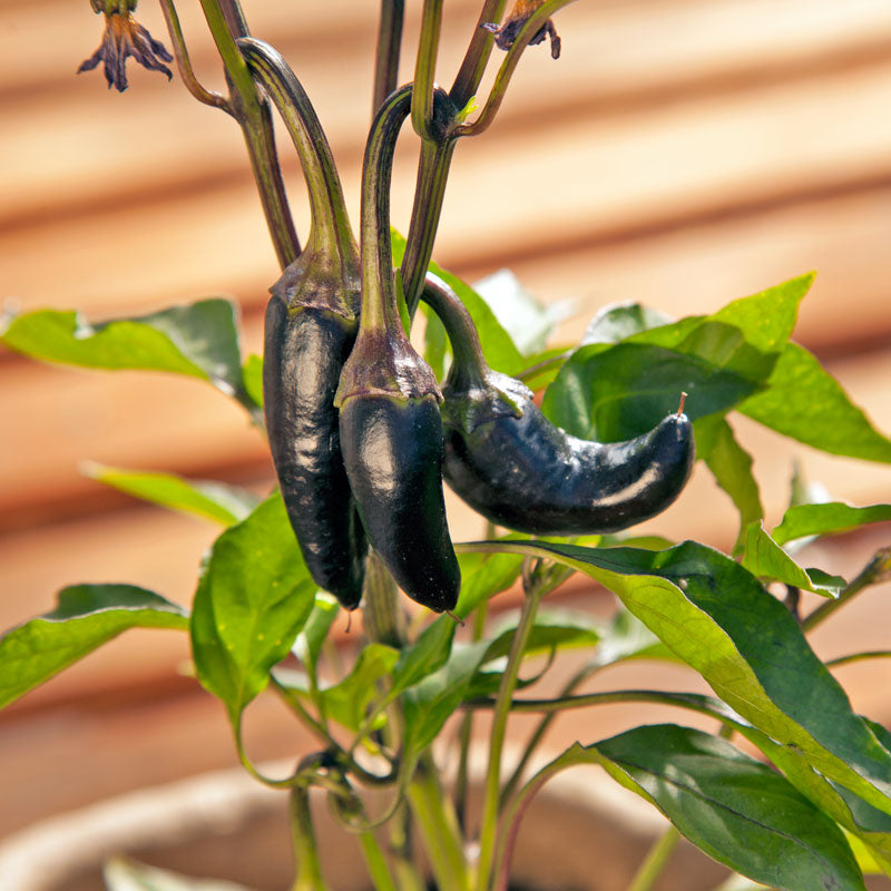 Black Hungarian Pepper Seeds (Organic) - Grow Organic Black Hungarian Pepper Seeds (Organic) Vegetable Seeds