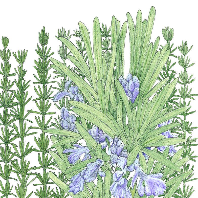 Organic Rosemary - Grow Organic Organic Rosemary Herb Seeds