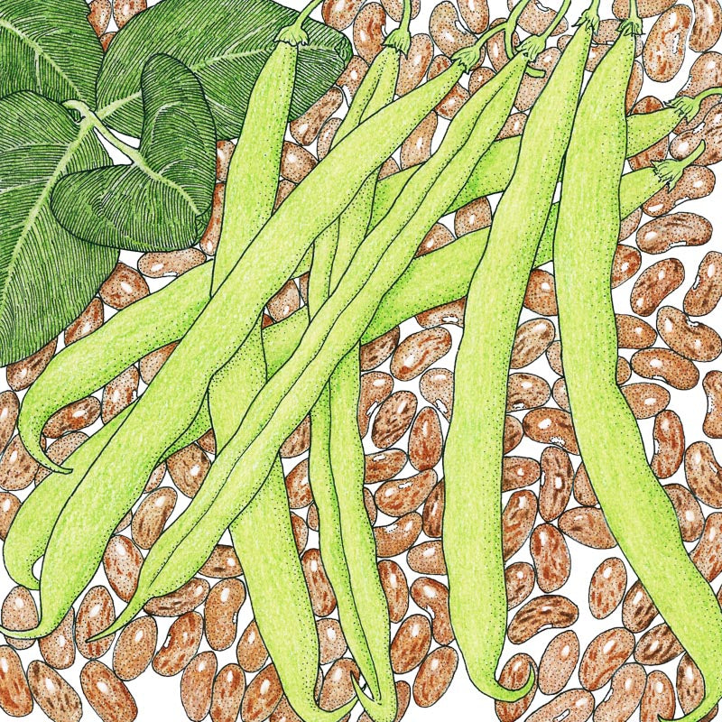 Pinto Bean Seeds (Organic) - Grow Organic Pinto Bean Seeds (Organic) Vegetable Seeds