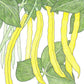 Roc D'Or Bush Bean Seeds (Organic) - Grow Organic Roc D'Or Bush Bean Seeds (Organic) Vegetable Seeds