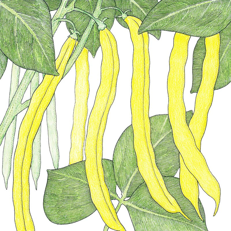 Roc D'Or Bush Bean Seeds (Organic) - Grow Organic Roc D'Or Bush Bean Seeds (Organic) Vegetable Seeds