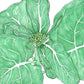 Chinese, Te You Broccoli Seeds (Organic) - Grow Organic Chinese, Te You Broccoli Seeds (Organic) Vegetable Seeds