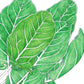 Organic Sorrel - Grow Organic Organic Sorrel Herb Seeds