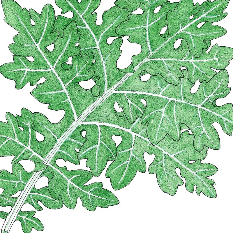 White Russian Kale Seeds (Organic) - Grow Organic White Russian Kale Seeds (Organic) Vegetable Seeds
