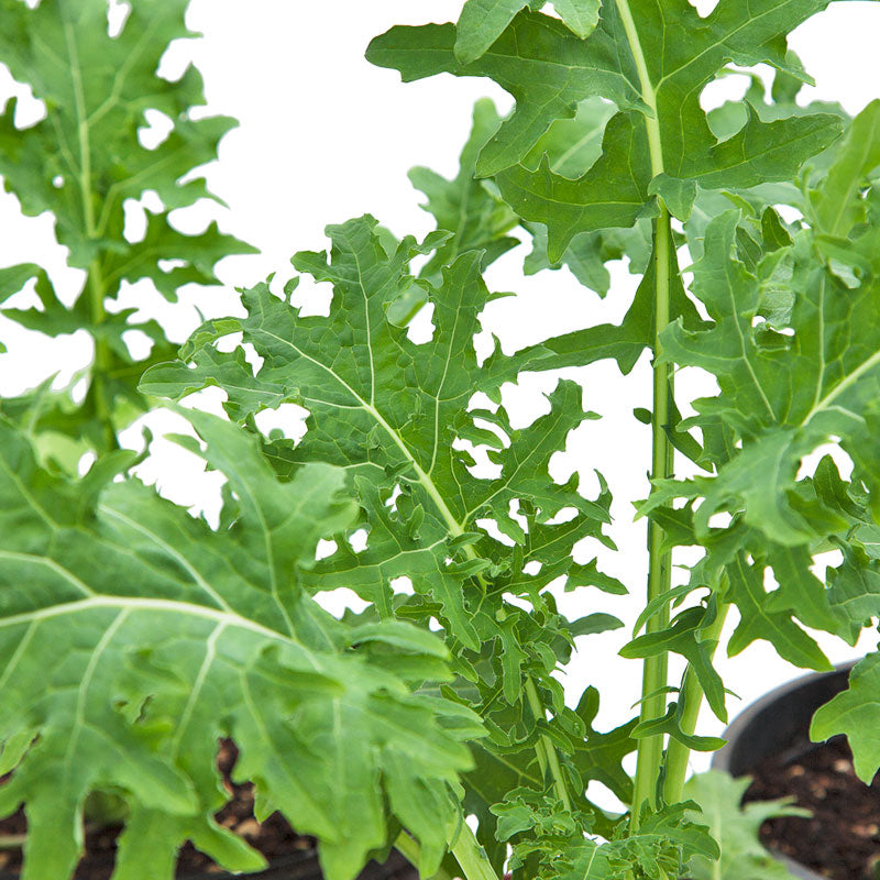 Organic Kale, White Russian (1 oz) - Grow Organic Organic Kale, White Russian (1 oz) Vegetable Seeds
