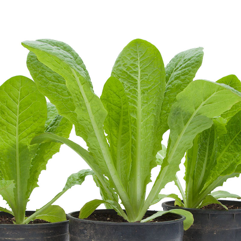 Organic Lettuce, Romaine, Jericho (1 oz) - Grow Organic Organic Lettuce, Romaine, Jericho (1 oz) Vegetable Seeds