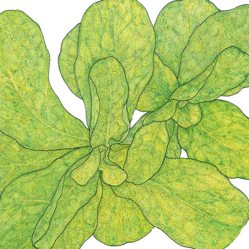 Mache Greens Seeds (Organic) - Grow Organic Mache Greens Seeds (Organic) Vegetable Seeds