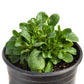 Mache Greens Seeds (Organic) - Grow Organic Mache Greens Seeds (Organic) Vegetable Seeds