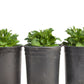 Mache Greens Seeds (Organic) - Grow Organic Mache Greens Seeds (Organic) Vegetable Seeds