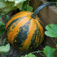 Organic Pumpkin, Kakai (Hull-Less) (1/4 lb) - Grow Organic Organic Pumpkin, Kakai (Hull-Less) (1/4 lb) Vegetable Seeds