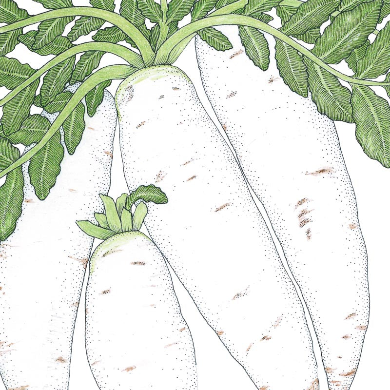 Daikon Radish Seeds (Organic) - Grow Organic Daikon Radish Seeds (Organic) Vegetable Seeds