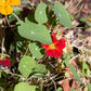 Organic Nasturtium, Dwarf Jewel - Grow Organic Organic Nasturtium, Dwarf Jewel Flower Seed & Bulbs