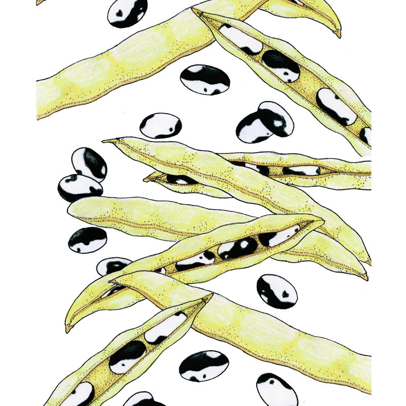 Orca Bush Bean Seeds (Organic) - Grow Organic Orca Bush Bean Seeds (Organic) Vegetable Seeds
