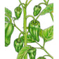 Padron Pepper Seeds (Organic) - Grow Organic Padron Pepper Seeds (Organic) Vegetable Seeds