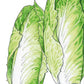 Chicory Sugarloaf Greens Seeds (Organic) - Grow Organic Chicory Sugarloaf Greens Seeds (Organic) Vegetable Seeds
