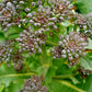 Organic Broccoli, Purple Sprouting 1/4 Lb – Grow Organic Organic Broccoli, Purple Sprouting 1/4 Lb Vegetable Seeds