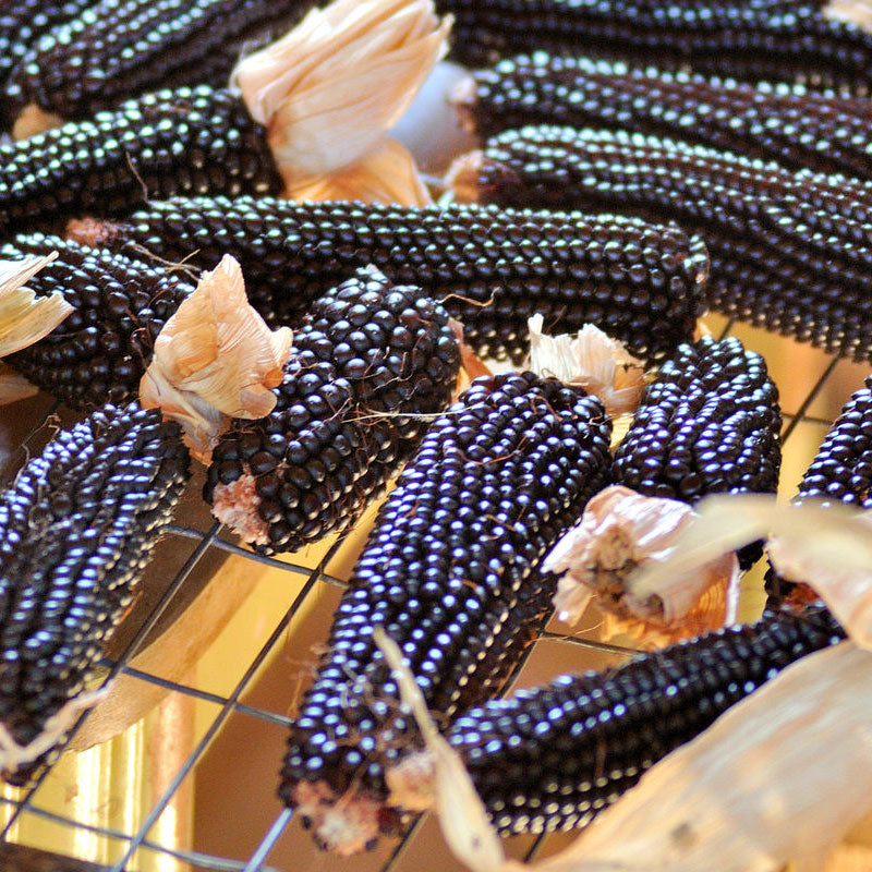 Dakota Black Popcorn Corn Seeds (Organic) - Grow Organic Dakota Black Popcorn Corn Seeds (Organic) Vegetable Seeds