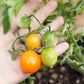 Gold Nugget Tomato Seeds (Organic) - Grow Organic Gold Nugget Tomato Seeds (Organic) Vegetable Seeds