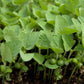 Soybeans - Raw Seed (lb) Grow Organic