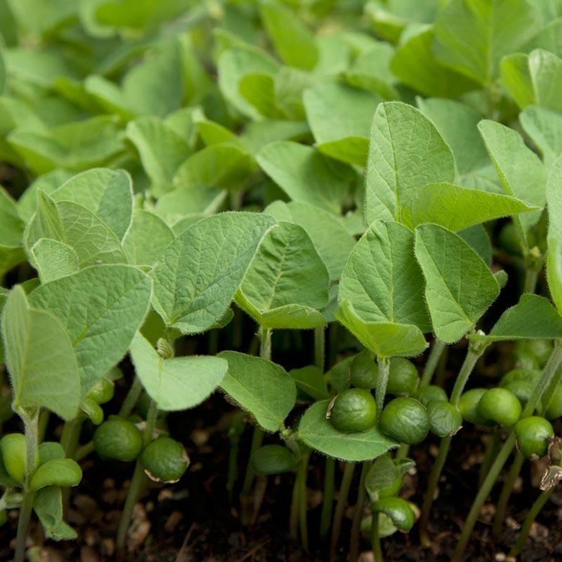Soybeans - Raw Seed (lb) Grow Organic
