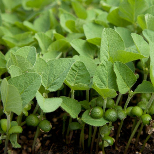Soybeans - Raw Seed (lb) Grow Organic