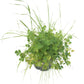 Peaceful Valley High Rainfall Dryland Pasture Mix - Nitrocoated Seed (lb) Peaceful Valley