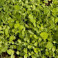 Peaceful Valley Sierra Foothill Dryland Mix Peaceful Valley Sierra Foothill Dryland Mix - Nitrocoated Seed (lb) Cover Crop