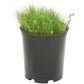 Peaceful Valley Alkali Irrigated Pasture Mix - Nitrocoated Seed (lb) Peaceful Valley