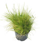 Peaceful Valley Bloat Resistant Irrigated Pasture Mix Peaceful Valley Bloat Resistant Irrigated Pasture Mix - Nitrocoated Seed (lb) Cover Crop