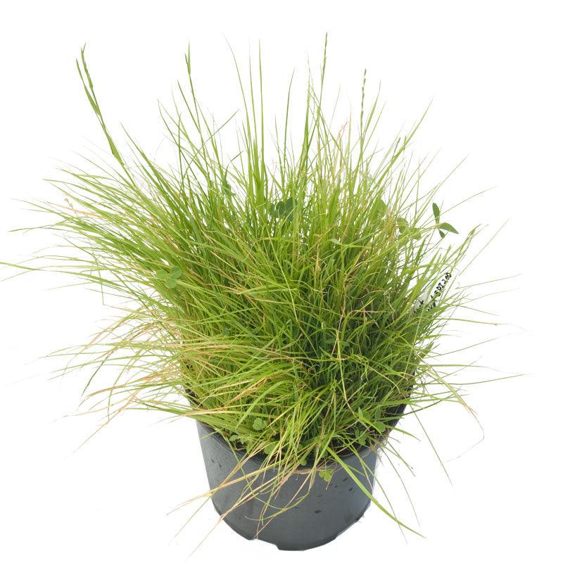 Peaceful Valley Bloat Resistant Irrigated Pasture Mix - Nitrocoated Seed (lb) - Grow Organic