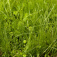 Peaceful Valley Irrigated Dairy Pasture Mix Peaceful Valley Irrigated Dairy Pasture Mix - Nitrocoated Seed (lb) Cover Crop