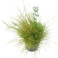 Peaceful Valley Premium Horse Irrigated Pasture Mix - Nitrocoated Seed (lb) - Grow Organic