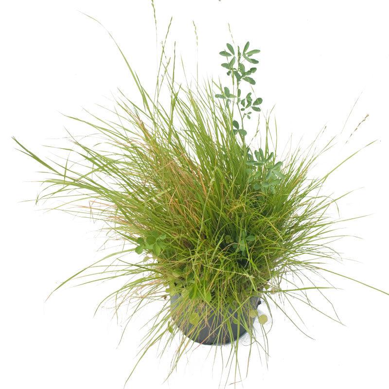 best grass seed to plant for horses Peaceful Valley Premium Horse Irrigated Pasture Mix