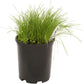 Peaceful Valley Premium Horse Irrigated Pasture Mix - Nitrocoated Seed (lb) - Grow Organic
