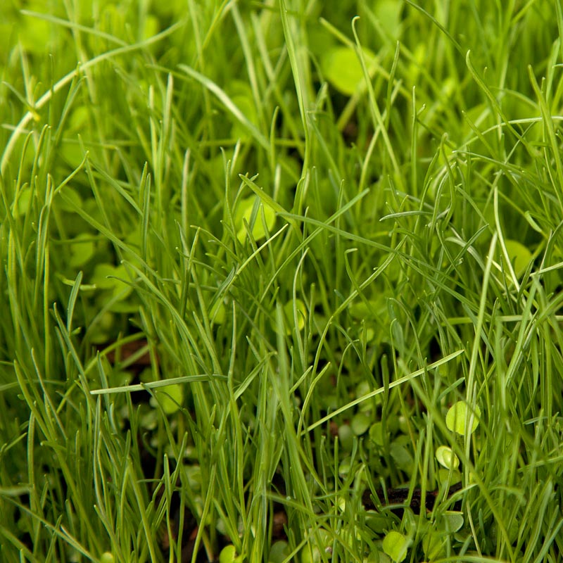 Peaceful Valley Herbal Irrigated Pasture Mix Peaceful Valley Herbal Irrigated Pasture Mix - Nitrocoated Seed (lb) Cover Crop