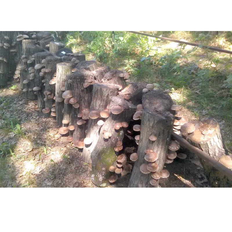  Shiitake Hardwood Mushroom Plugs (100 Plugs/pk) Homestead