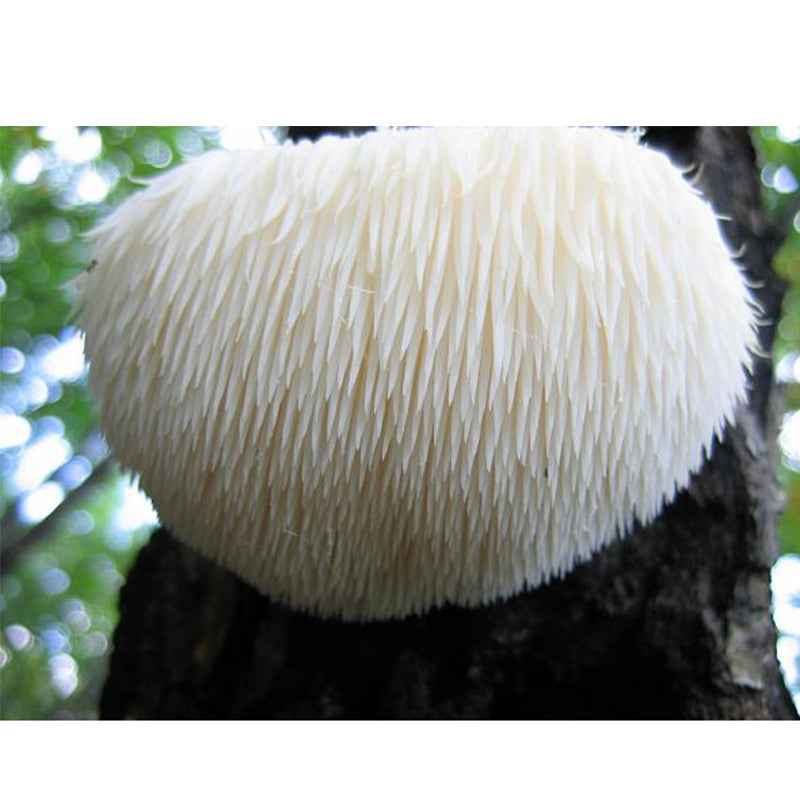 Lion's Mane Mushroom Plug Spawn (100 Plugs/pk) Lion's Mane Mushroom Plug Spawn (100 Plugs/pk) Homestead