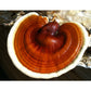Reishi Mushroom Plug Spawn (100 Plugs/pk) - Grow Organic Reishi Mushroom Plug Spawn (100 Plugs/pk) Homestead