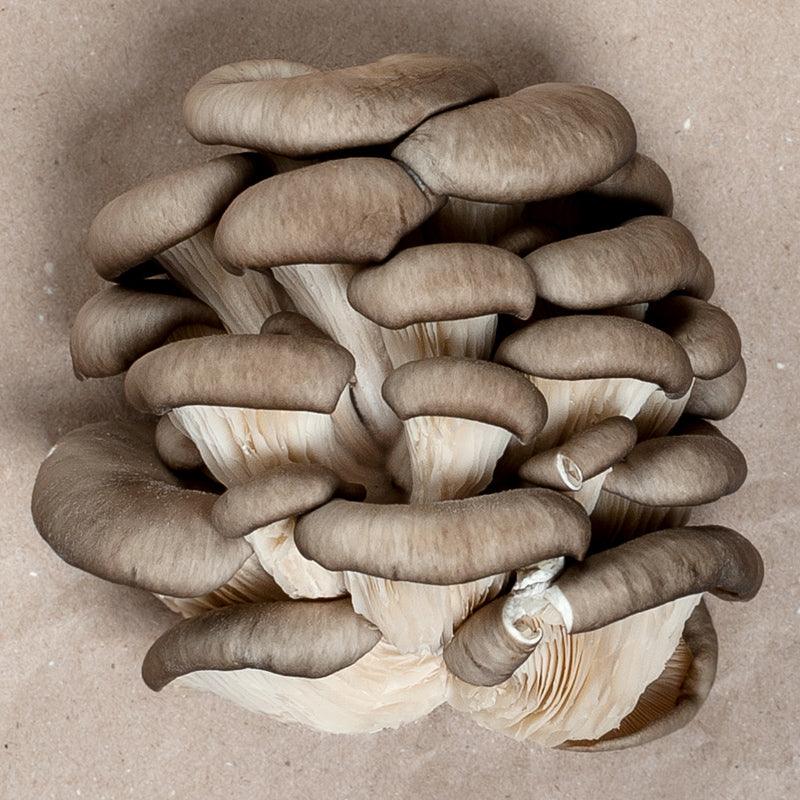 Blue Oyster Mushroom Kit in Burlap - Grow Organic Blue Oyster Mushroom Kit in Burlap Homestead