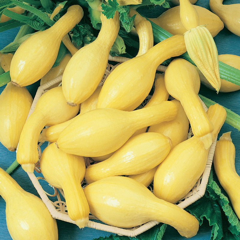 Early Crookneck Summer Squash Seeds (Organic) - Grow Organic Early Crookneck Summer Squash Seeds (Organic) Vegetable Seeds