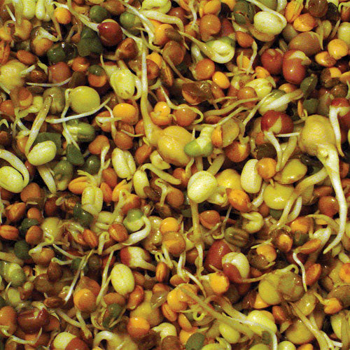 Organic Adzuki Bean Sprouting Seeds (9.7 oz) - Grow Organic Organic Adzuki Bean Sprouting Seeds (9.7 oz) Vegetable Seeds