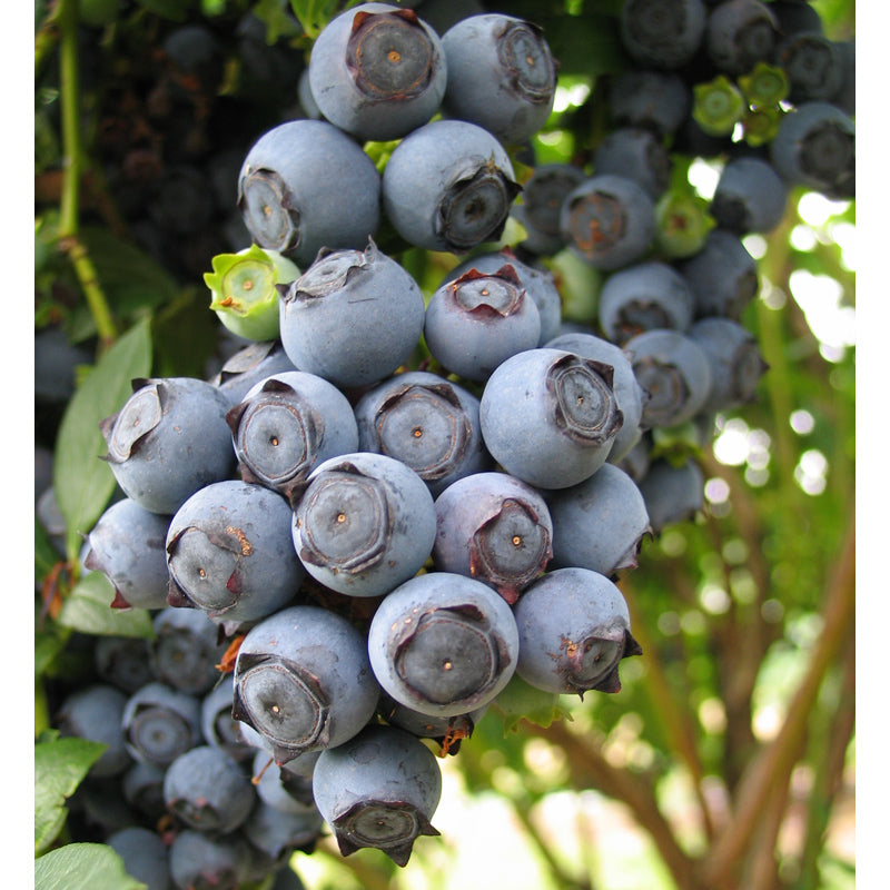 Blueberry - Star (Early Harvest) - Grow Organic Blueberry - Star (Early Harvest) Berries and Vines