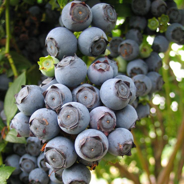 Blueberry - Star (Early Harvest) - Grow Organic Blueberry - Star (Early Harvest) Berries and Vines