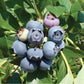 Blueberry - Star (Early Harvest) - Grow Organic Blueberry - Star (Early Harvest) Berries and Vines