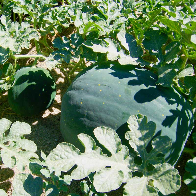 Moon & Stars Watermelon Seeds (Organic) - Grow Organic Moon & Stars Watermelon Seeds (Organic) Vegetable Seeds