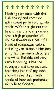 Renees' Garden Stock Ten Week Perfume - Grow Organic Renees' Garden Stock Ten Week Perfume Flower Seed & Bulbs