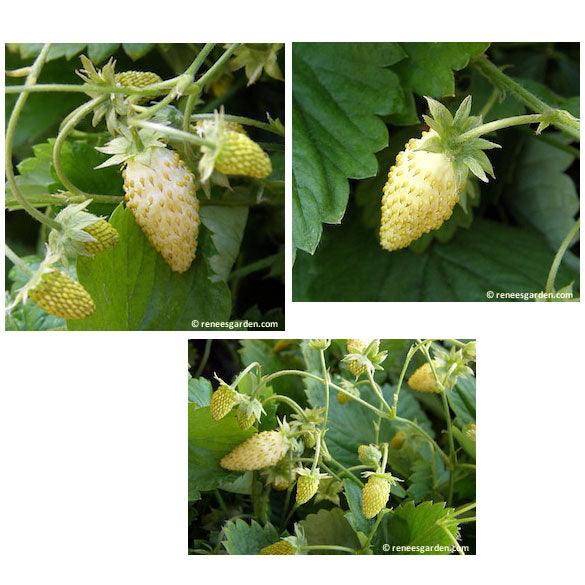 Alpine Pineapple Strawberry