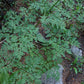 Osha Seeds - Grow Organic