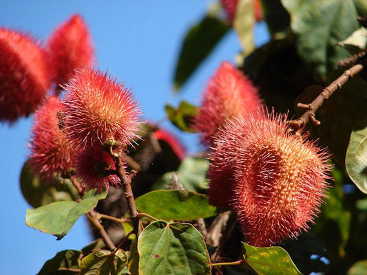 Strictly Medicinal Annatto - Grow Organic Strictly Medicinal Annatto Herb Seeds