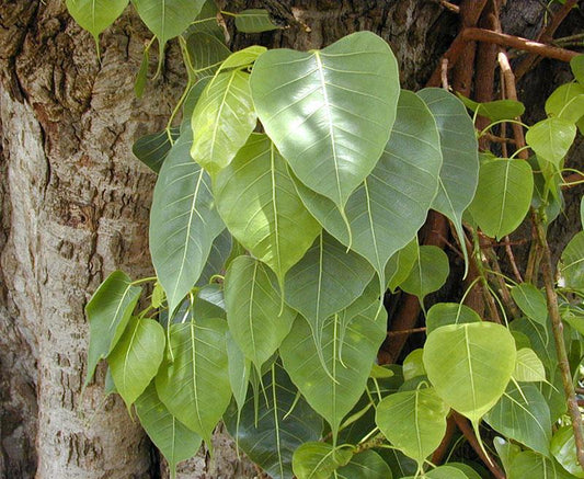 Strictly Medicinal Bodhi Tree - Grow Organic Strictly Medicinal Bodhi Tree Herb Seeds